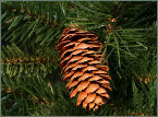 Spruce garland pointed pine with cones