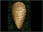 Giant fir cones