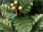 Holly garland green with gold glitter