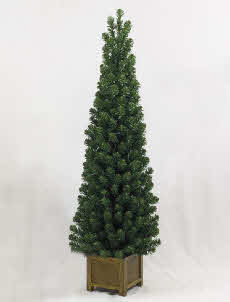 Trees - Oregon Fir in Wooden Planter